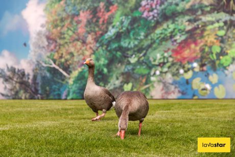 Geese in front of hoarding