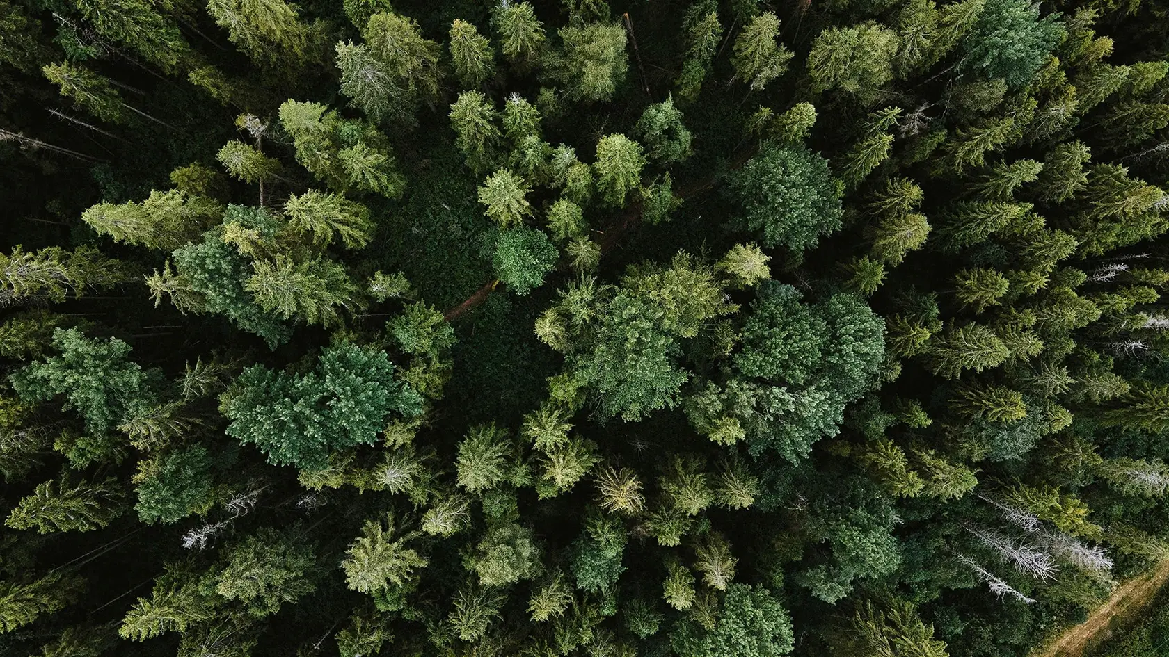 Aerial view of a forest